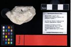 NHMW-GEO-2007z0149-0061_Ol_01.tifDistefania calva (Schweitzer & Feldmann, 2009)  (NHMW-GEO-2007z0149-0061)